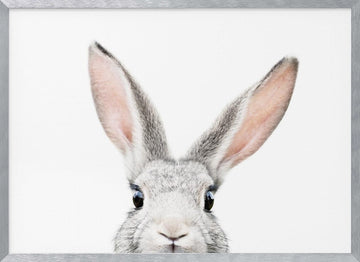 Peeking Bunny | Poster - Silver Frame Interior