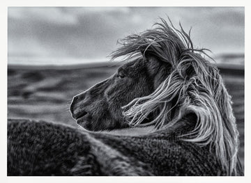 Wild Horse Mane | Poster - White Frame Interior