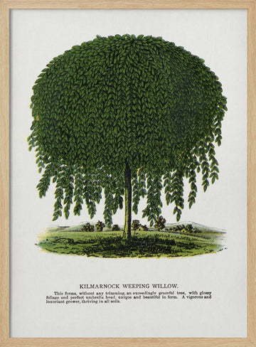 Kilmarnock Weeping Willow Tree Lithograph | Poster - Wood Frame Interior