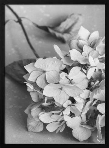 Monochrome Hydrangea Still Life | Poster - Black Metal Frame Interior