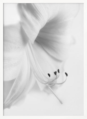 Elegant White Bloom | Poster - White Frame Interior