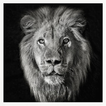 Regal Lion Portrait | Poster - White Frame Interior