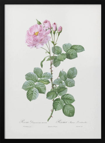 Aurora Poniatowska, Les Roses (1817–1824) | Poster - Black Metal Frame Interior