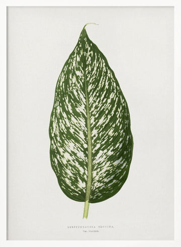 Dieffenbachia Seguina Leaf Illustration | Poster - White Frame Interior