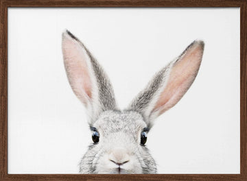 Peeking Bunny | Poster - Walnut Frame Interior