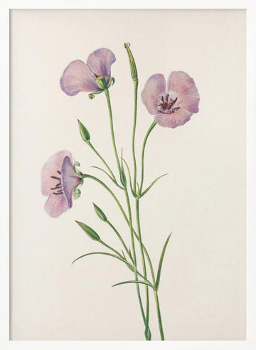 Lilac Mariposa From North American Wildflowers (1925) By Mary Vaux Walcott | Poster - White Frame Interior