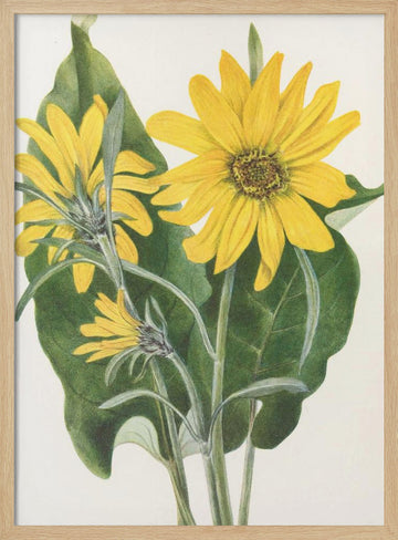 Balsamroot From North American Wildflowers (1925) By Mary Vaux Walcott | Poster - Wood Frame Interior
