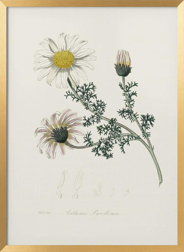 Mount Atlas Daisy (anthemis Pyrethrum) Medical Botany | Poster - Gold Frame Interior