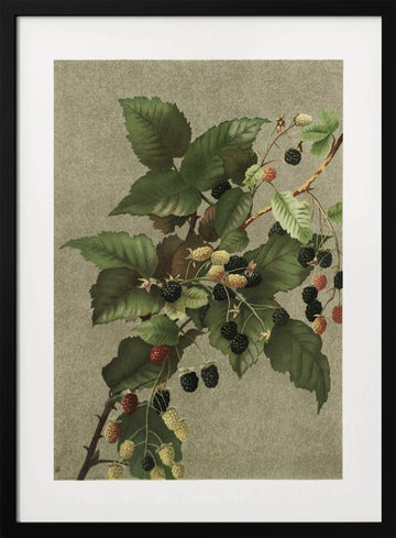 Blackberries | Poster - Black Metal Frame Interior