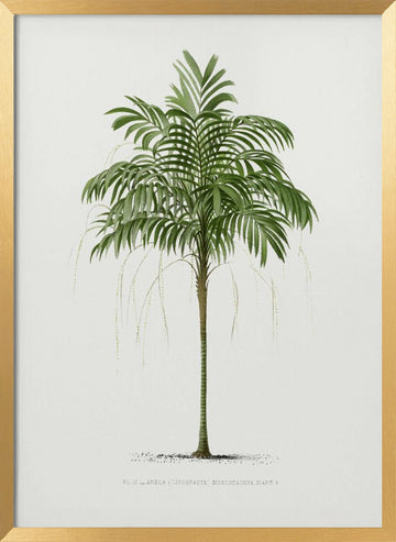Ii Areca Monostachya | Poster - Gold Frame Interior