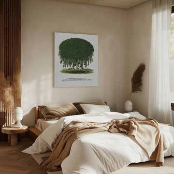Kilmarnock Weeping Willow Tree Lithograph | Canvas - Room Interior 2