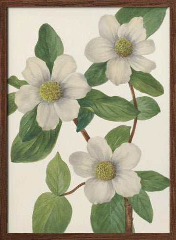 Pacific Dogwood | Poster - Walnut Frame Interior