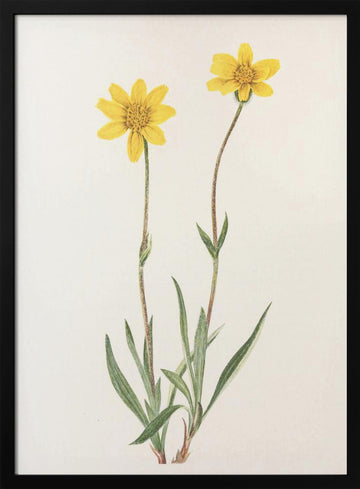 Woolly Arnica From North American Wildflowers (1925) By Mary Vaux Walcott | Poster - Black Metal Frame Interior