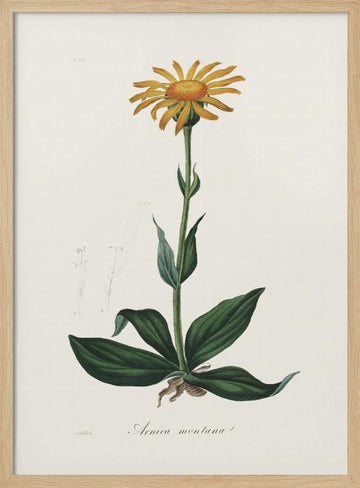 Mountain Arnica (arnica Montana) Medical Botany | Poster - Wood Frame Interior