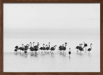 Graceful Flamingos Wading | Poster - Walnut Frame Interior