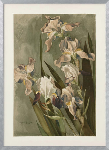 Study of Iris | Poster - Silver Frame Interior