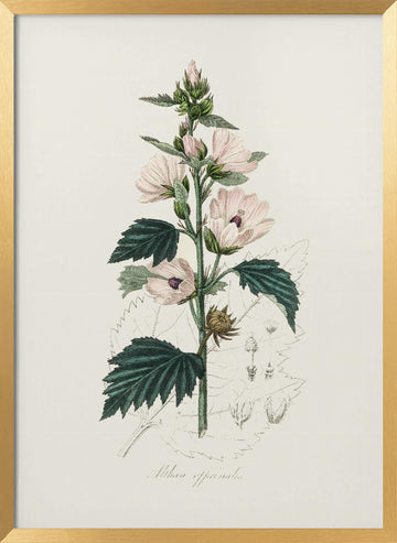 Common Marshmallow (althea Officinalis) Medical Botany | Poster - Gold Frame Interior