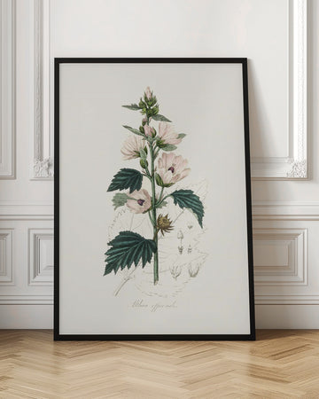 Common Marshmallow (althea Officinalis) Medical Botany | Poster - Room Interior 1