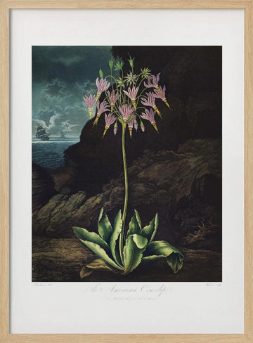 The American Cowslip from The Temple of Flora (1807) | Poster - Wood Frame Interior