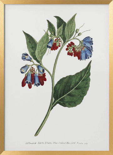 Symphyum Asperrim 1806   Flower Garden Displayed By Francis Sansom | Poster - Gold Frame Interior
