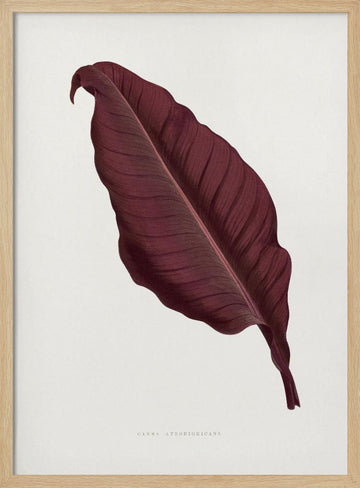 Pink Canna Atronigricans Leaf Illustration | Poster - Wood Frame Interior