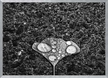 Ginkgo Leaf Water Drops | Poster - Silver Frame Interior