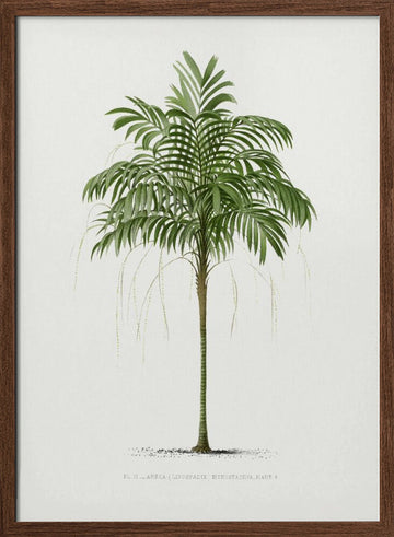 Ii Areca Monostachya | Poster - Walnut Frame Interior