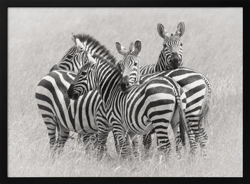Wild Zebra Herd | Poster - Black Metal Frame Interior