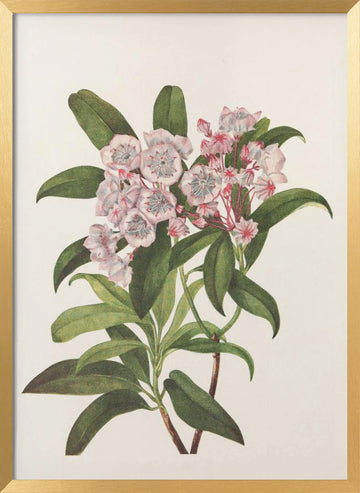 Mountain Laurel From North American Wildflowers (1925) By Mary Vaux Walcott | Poster - Gold Frame Interior