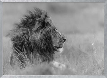 Majestic Lion Profile | Poster - Silver Frame Interior