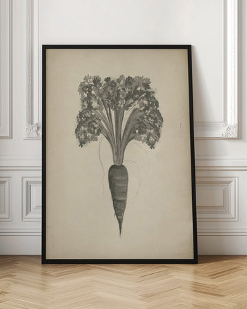Botanical Carrot Drawing | Poster - Room Interior 1