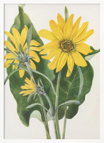 Balsamroot From North American Wildflowers (1925) By Mary Vaux Walcott | Poster - White Frame Interior