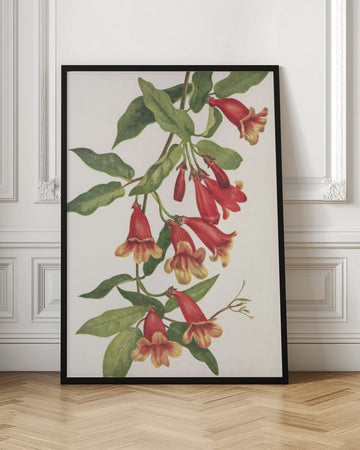 Crossvine From North American Wildflowers (1925) By Mary Vaux Walcott | Poster - Room Interior 1