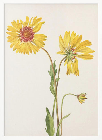Perennial Gaillardia From North American Wildflowers (1925) By Mary Vaux Walcott. | Poster - White Frame Interior