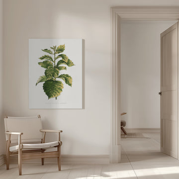 Common Hawnthorn Leaf Illustration | Canvas - Room Interior 1
