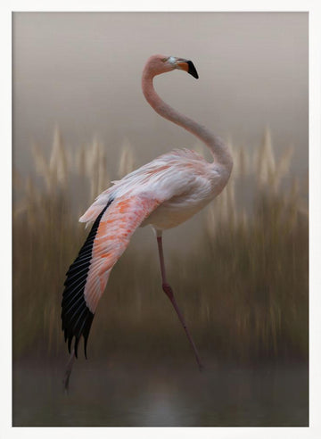 Graceful Flamingo | Poster - White Frame Interior