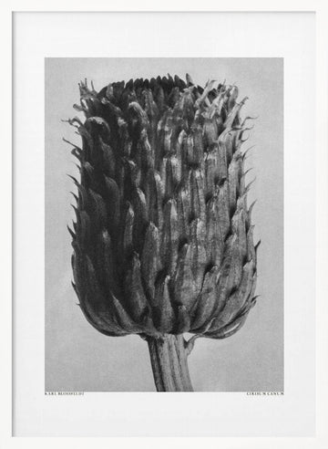 Cirsium Canum (Thistle) | Poster - White Frame Interior