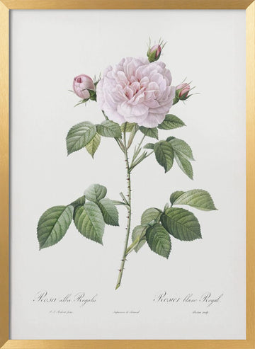 Royal White Rose, Les Roses (1817–1824) | Poster - Gold Frame Interior