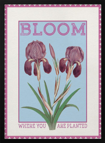 Purple Irises Bloom Quote | Poster - Black Metal Frame Interior