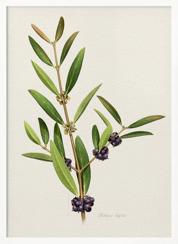 Elegant Berry Branch | Poster - White Frame Interior