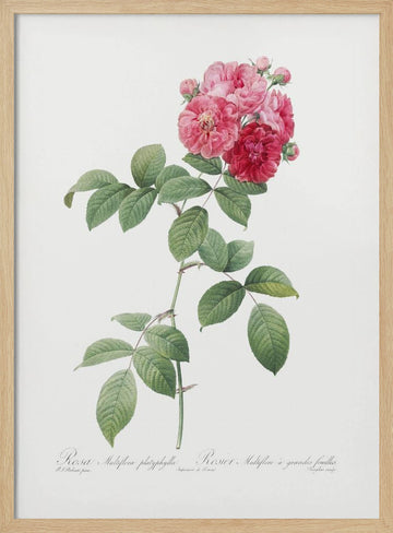 Seven Sisters Roses, Les Roses (1817–1824) | Poster - Wood Frame Interior
