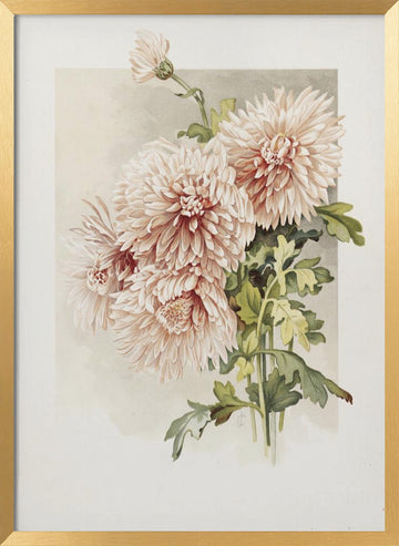 Chrysanthemums | Poster - Gold Frame Interior