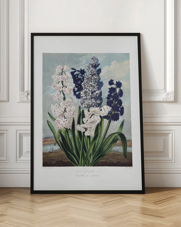 Hyacinths from The Temple of Flora (1807) | Poster - Room Interior 1