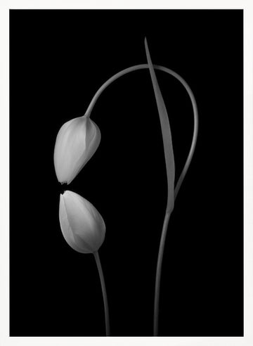 Monochrome Tulip Curves | Poster - White Frame Interior