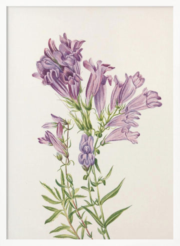 Purple Penstemon From North American Wildflowers (1925) By Mary Vaux Walcott | Poster - White Frame Interior