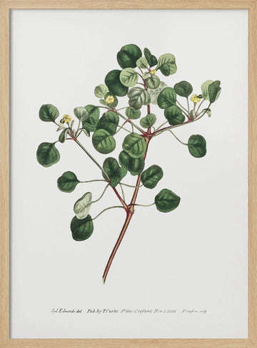 Euphorbia Petiolaris 1805   Flower Garden Displayed By Francis Sansom | Poster - Wood Frame Interior