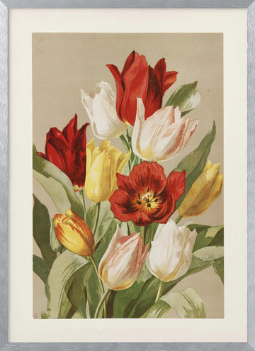 Tulips By Ellen Thayer Fisher | Poster - Silver Frame Interior