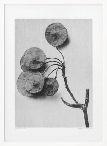 Ptelea Trifoliata | Poster - White Frame Interior