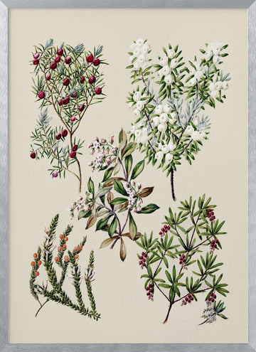 Antique Flowers Drawn By Sarah Featon (1848–1927) | Poster - Silver Frame Interior
