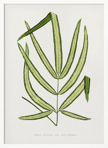 Pteris Cretica Leaf Illustration | Poster - White Frame Interior